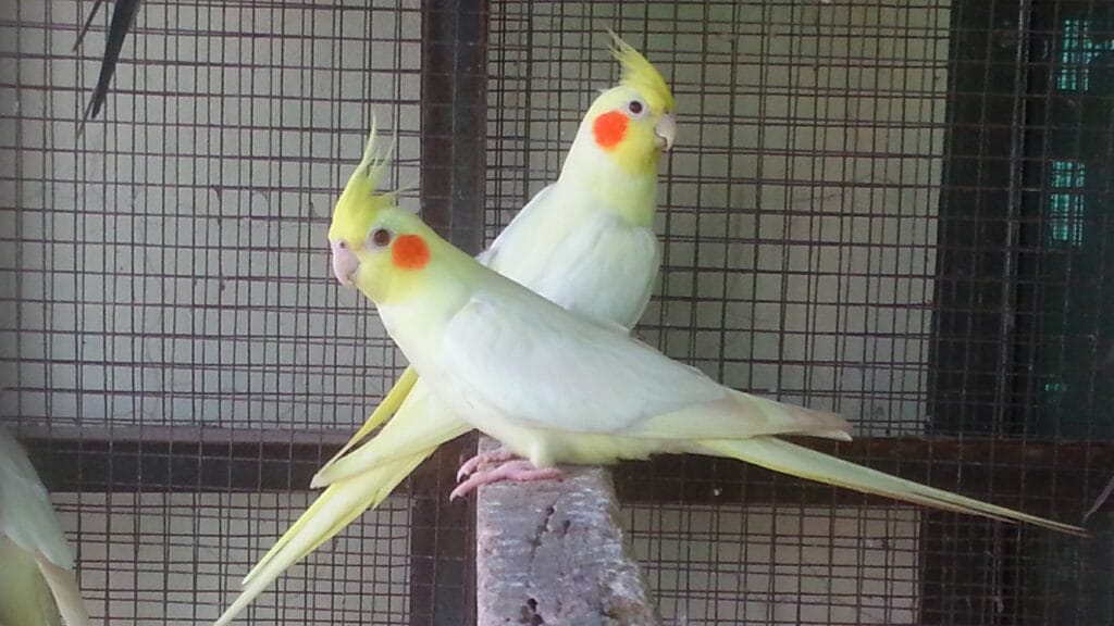 how much are parrots