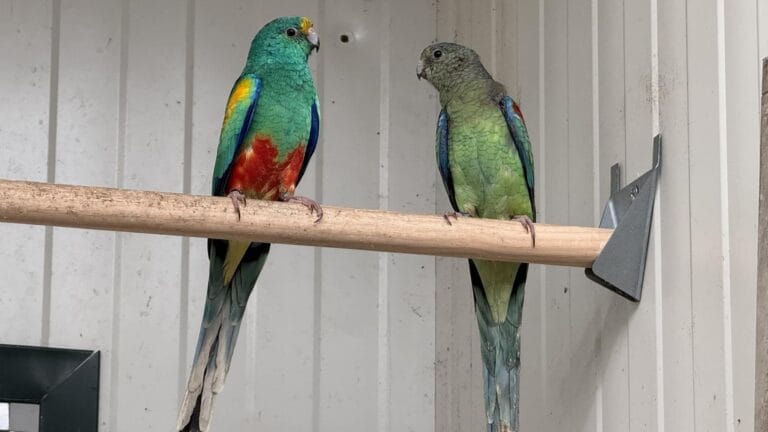 Discover 7 powerful facts about the mulga parakeet to help you care for and enjoy this unique bird species with confidence and ease.