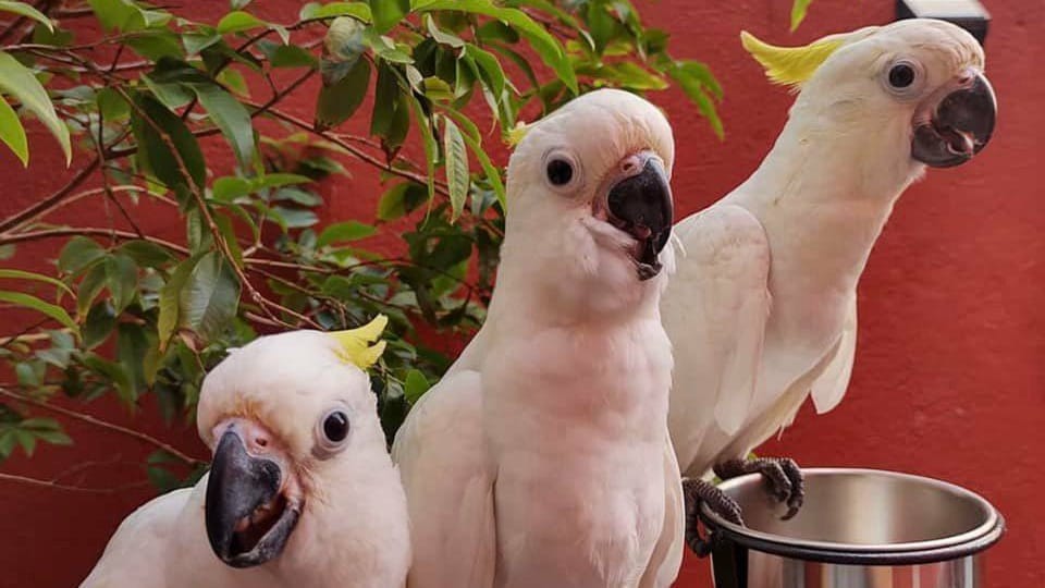 how much are parrots
