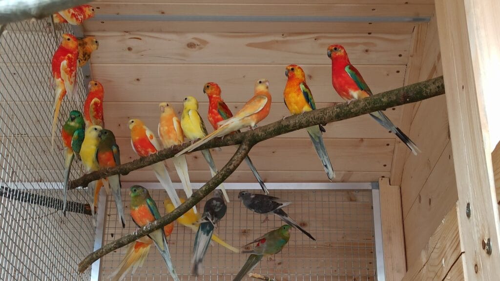 Discover Red-rumped Parakeet care, breeding behavior, and aviary tips. Learn how to manage these colorful parrots for a healthy, stress-free life.