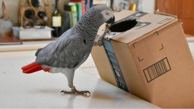 Discover how much parrots cost! From $20 budgies to $15,000 macaws - get the complete price guide with hidden costs revealed.