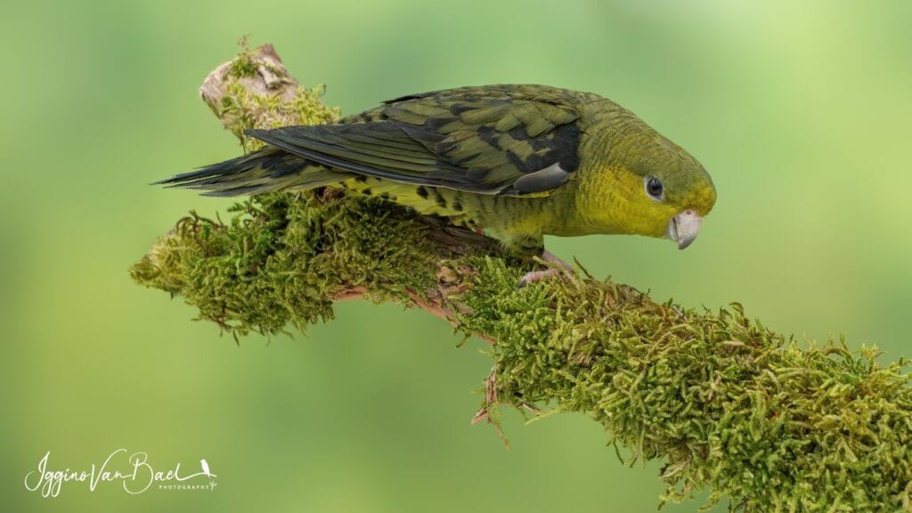 how much parrots cost