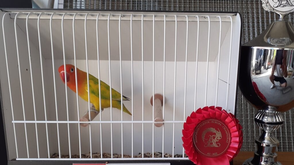 breeding of showbirds,
