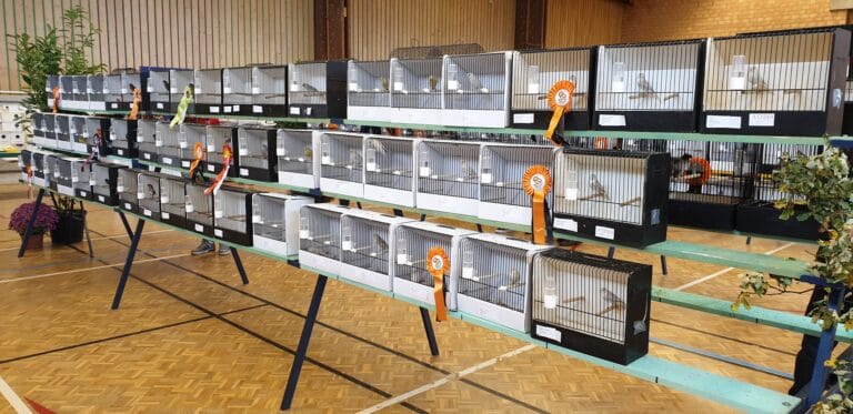 Discover how showbirds are bred, the role of genetics, selective pairing, and the “Standard of Excellence” used in aviculture. A comprehensive guide for breeders and enthusiasts.