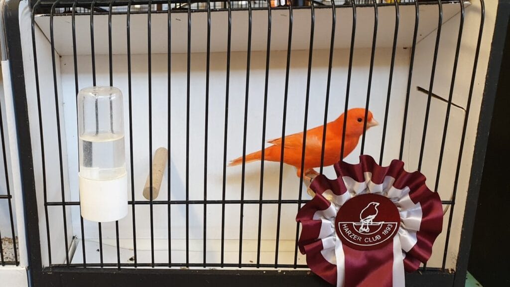 breeding showbirds
