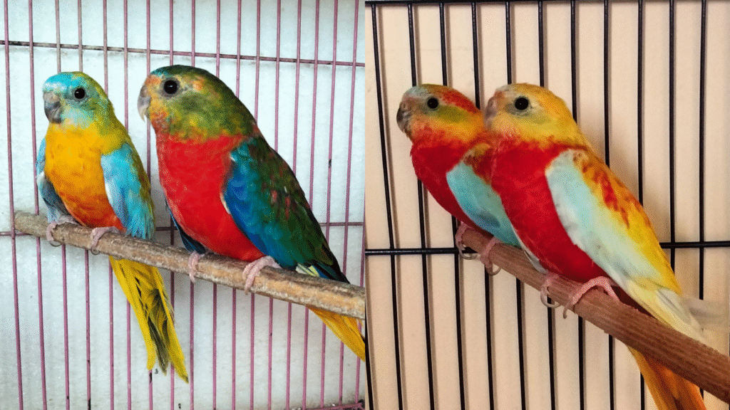 Turquoise Parakeets