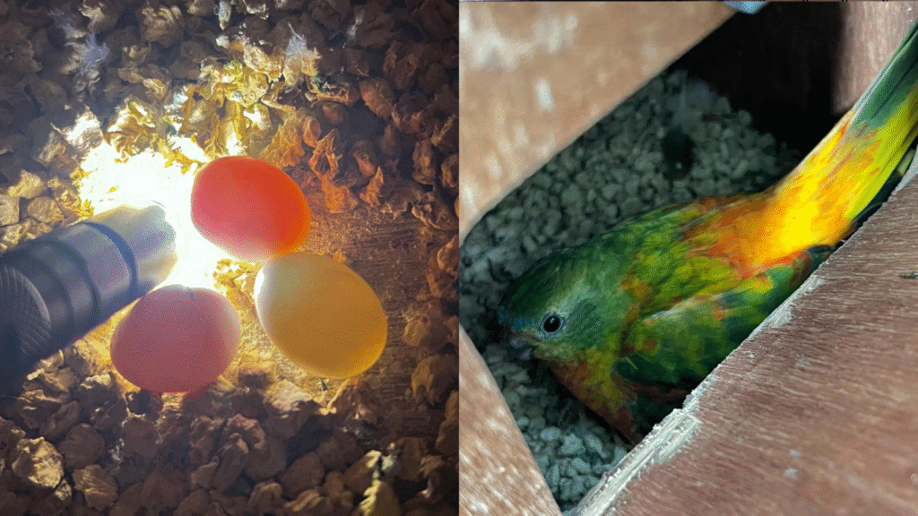 Turquoise Parakeet