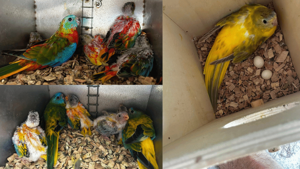 Turquoise Parakeets