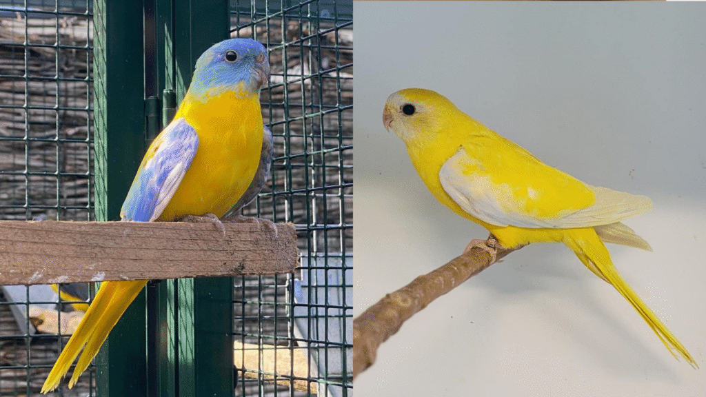 Turquoise Parakeets