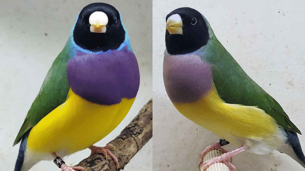 gouldian finch