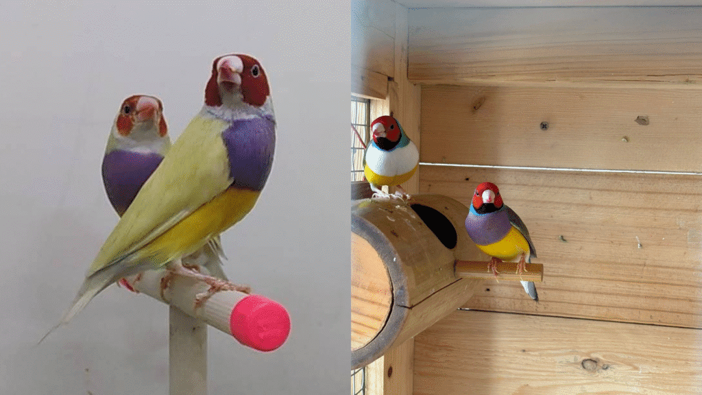 gouldian finch