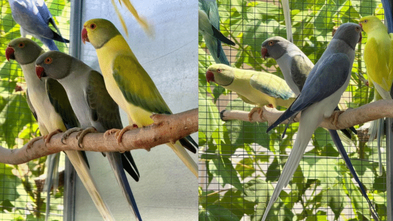 Comprehensive Ringneck Parrot aviculture guide covering diet, housing, breeding, nestbox setup, health, and breeder tips. Learn how to raise healthy parrots successfully.
