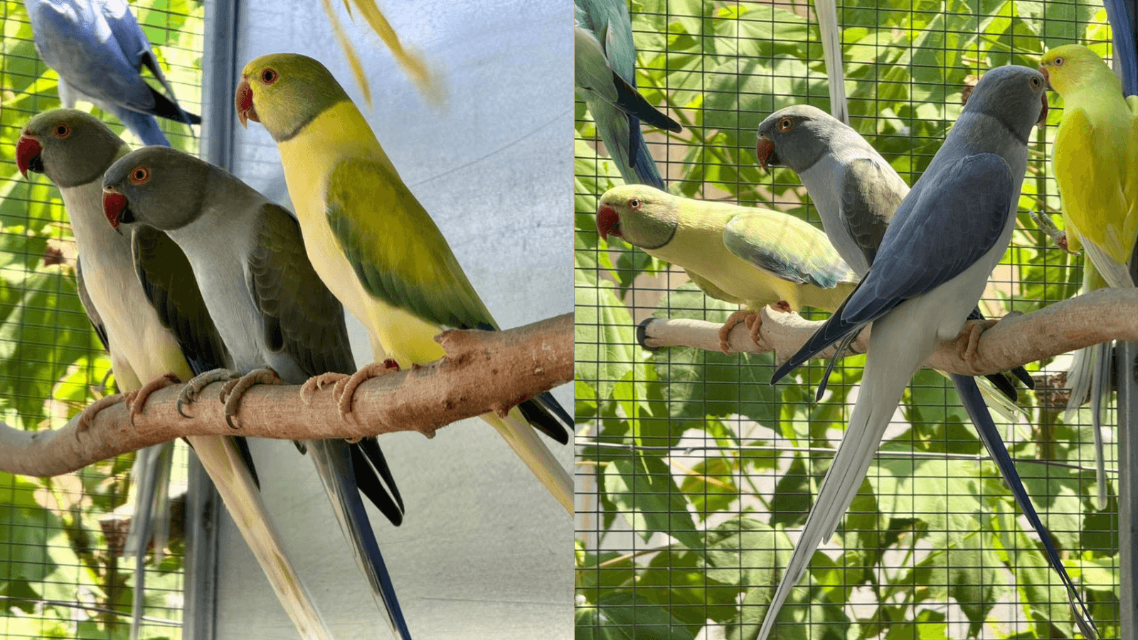Comprehensive Ringneck Parrot aviculture guide covering diet, housing, breeding, nestbox setup, health, and breeder tips. Learn how to raise healthy parrots successfully.