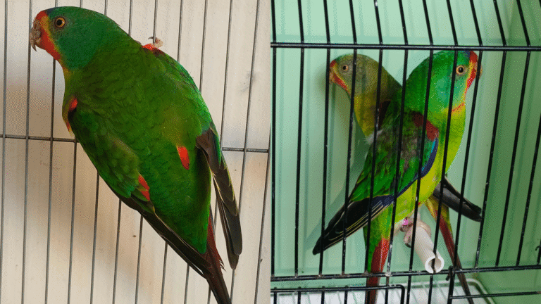 Discover swift parrot care, breeding behavior, and aviary tips. Learn how to manage these colorful parrots for a healthy, stress-free life.