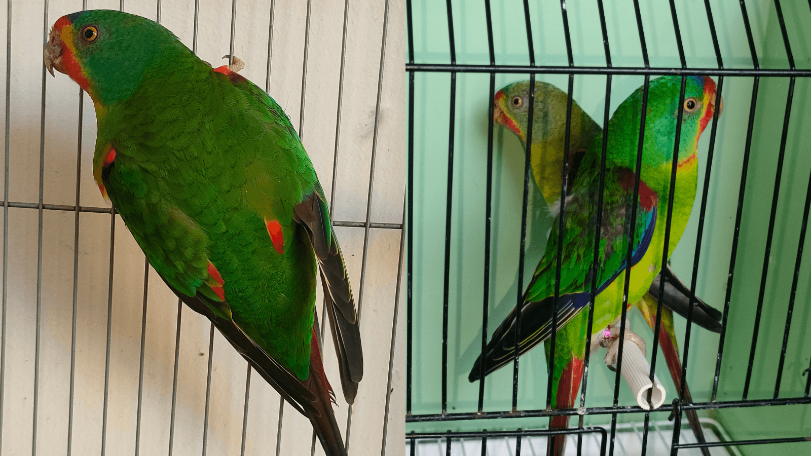Discover swift parrot care, breeding behavior, and aviary tips. Learn how to manage these colorful parrots for a healthy, stress-free life.