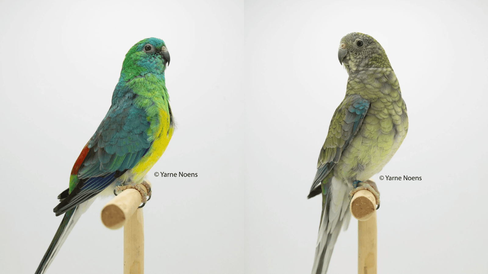Discover Red-rumped Parakeet care, breeding behavior, and aviary tips. Learn how to manage these colorful parrots for a healthy, stress-free life.