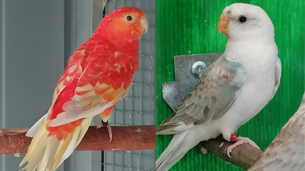 Design sans titre 50