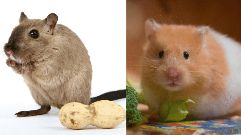 Discover the crucial differences between gerbils vs hamsters. Compare care needs, behavior, and costs to choose the perfect small pet for your family.