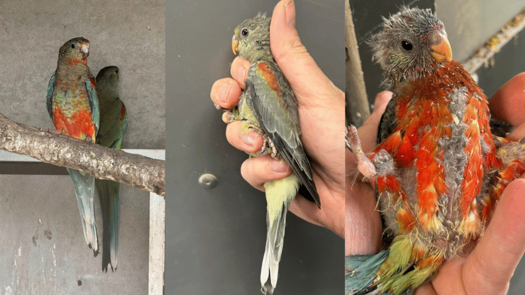 mulga parakeet