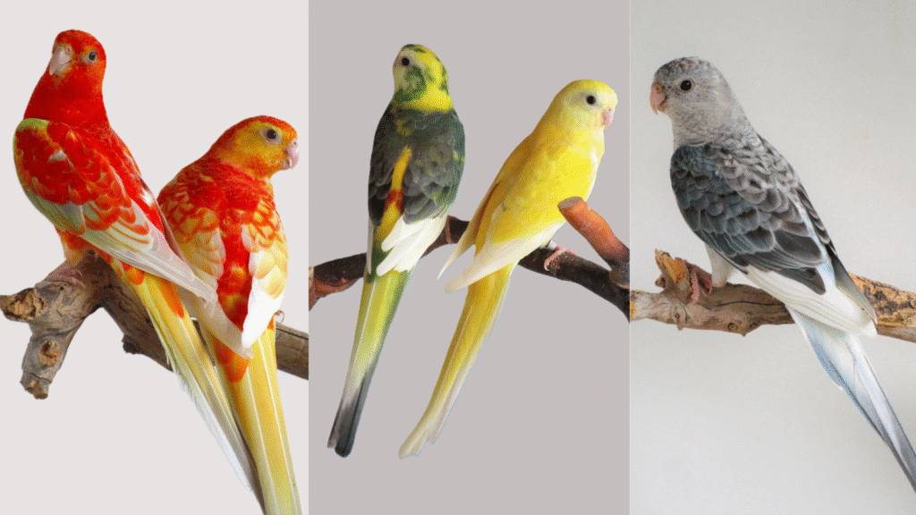 Red-rumped Parakeet