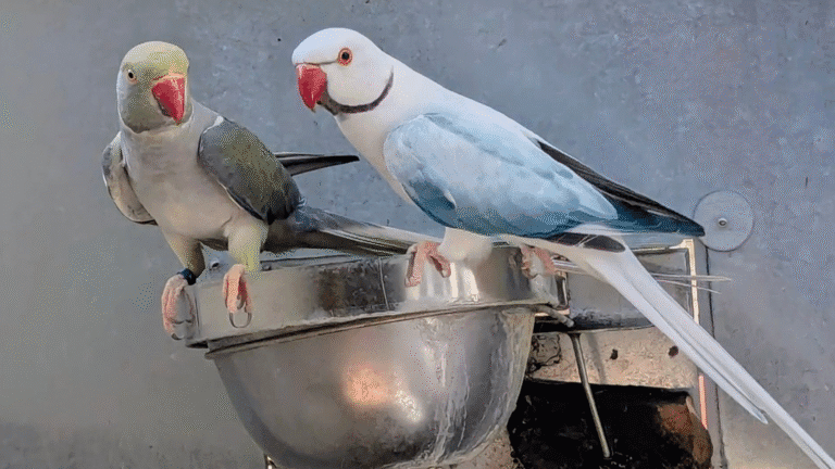 Discover 7 powerful parakeet food options that boost health, energy, and happiness in your feathered friend.