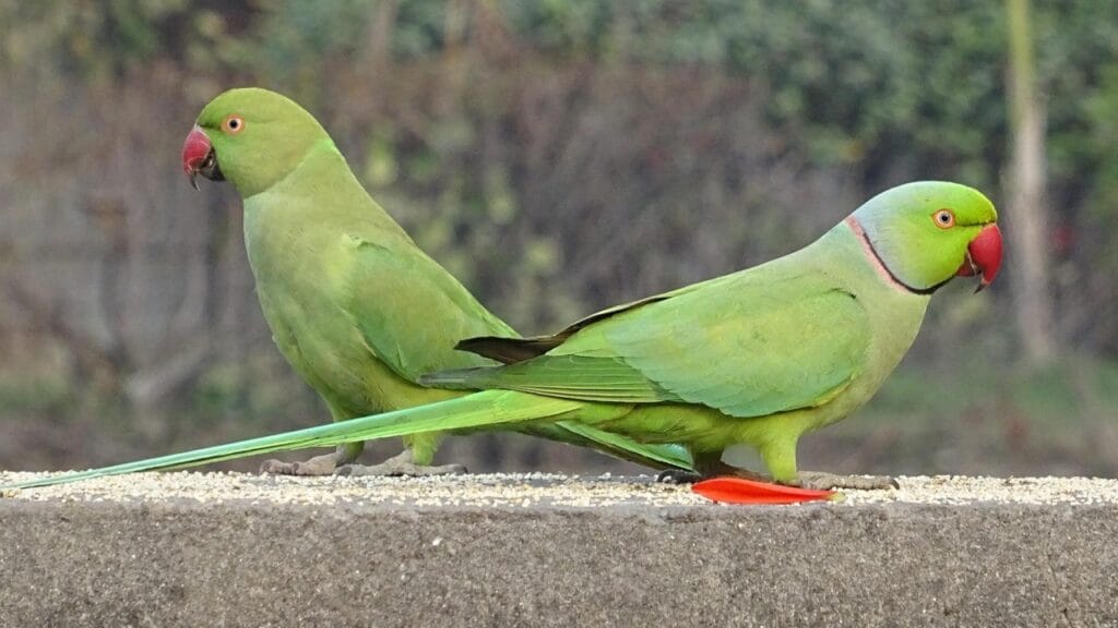 bird 2053039 1280 1