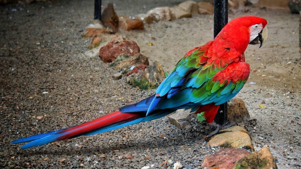 how much are parrots