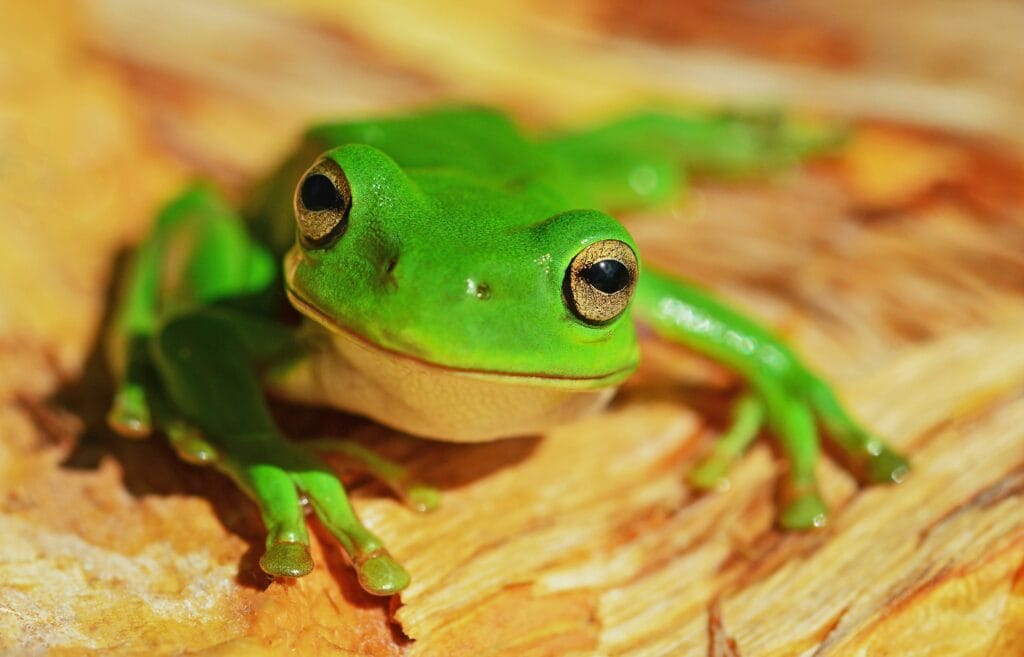 what do tree frogs eat