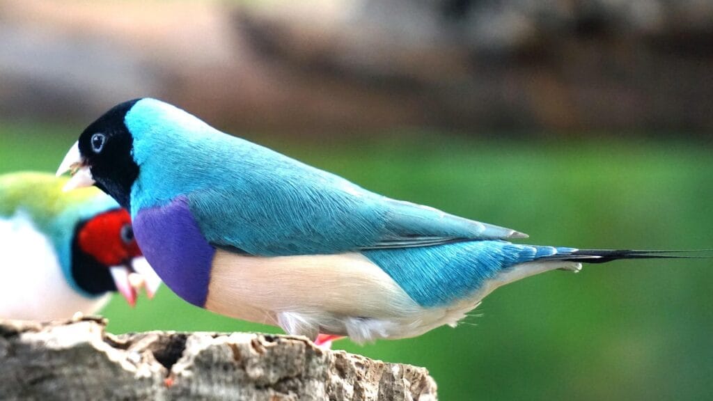 gouldian finch