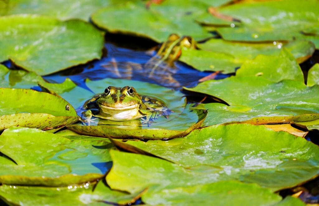 what do tree frogs eat