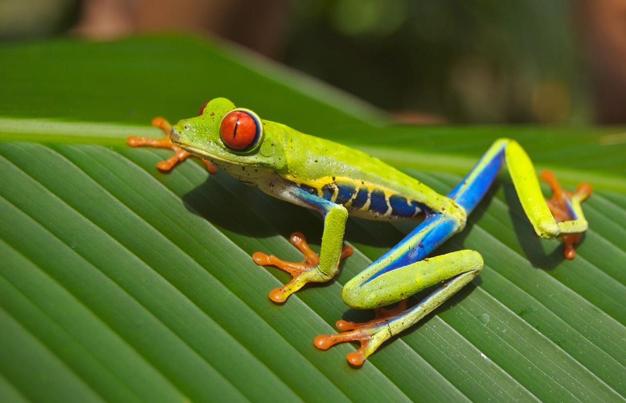 Discover what do tree frogs eat in the wild and captivity! Learn 12 essential foods that will keep your tree frogs healthy and happy.