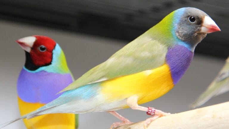 Discover how to care for and breed the gouldian finch. Learn about diet, housing, nestbox setup, health care, and aviculture practices to raise vibrant, thriving birds.
