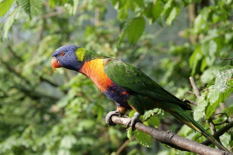 Complete Rainbow Lorikeet aviculture and breeding guide. Learn about nectar diet, aviary setup, nestbox care, health tips, and expert advice for successful Rainbow Lorikeet keeping.