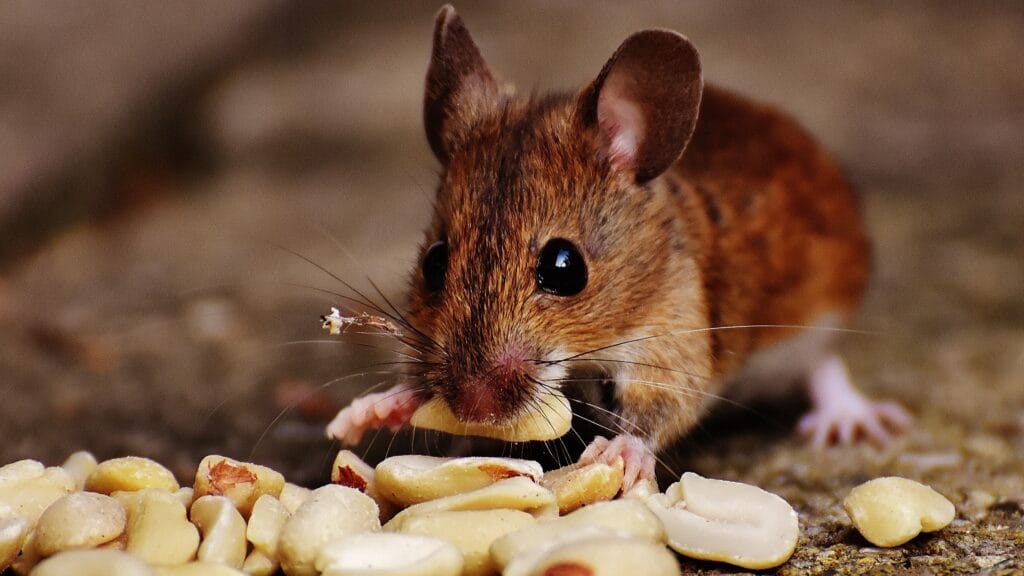 nature sweet mouse animal cute wildlife 794475 pxhere.com