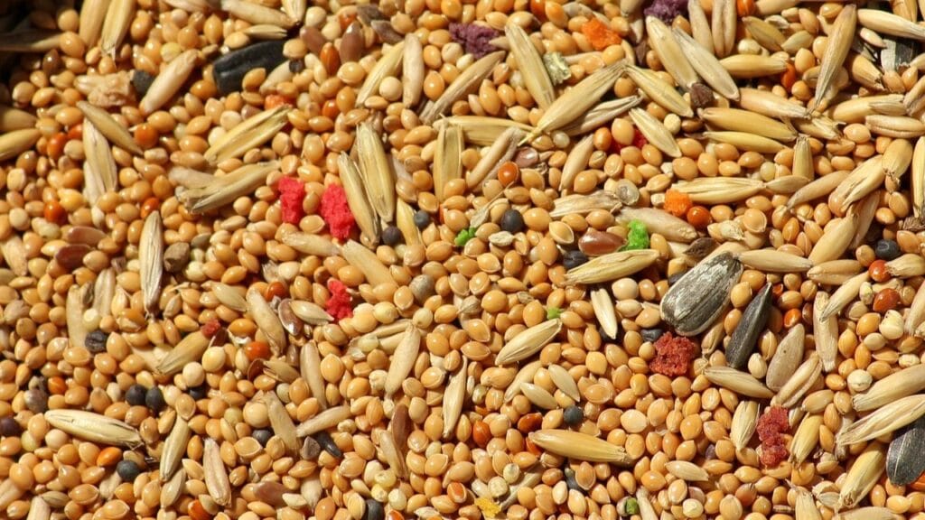 parakeet food