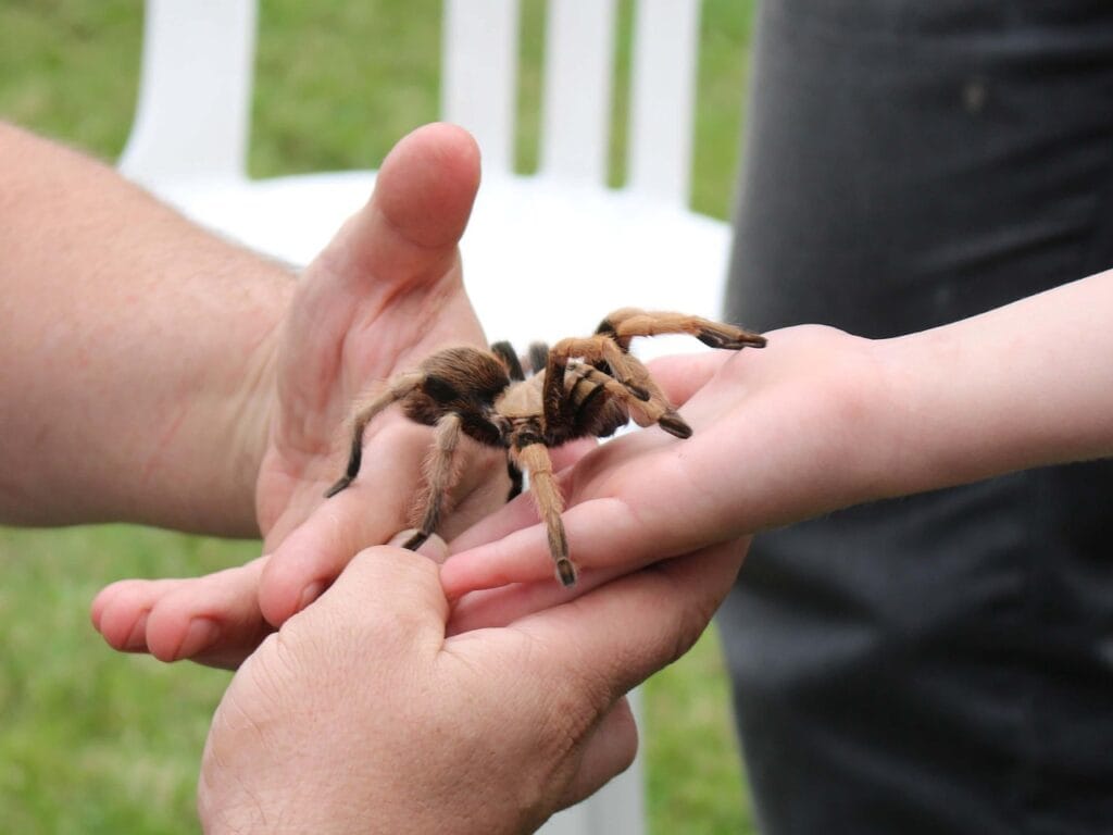 what do tarantulas eat