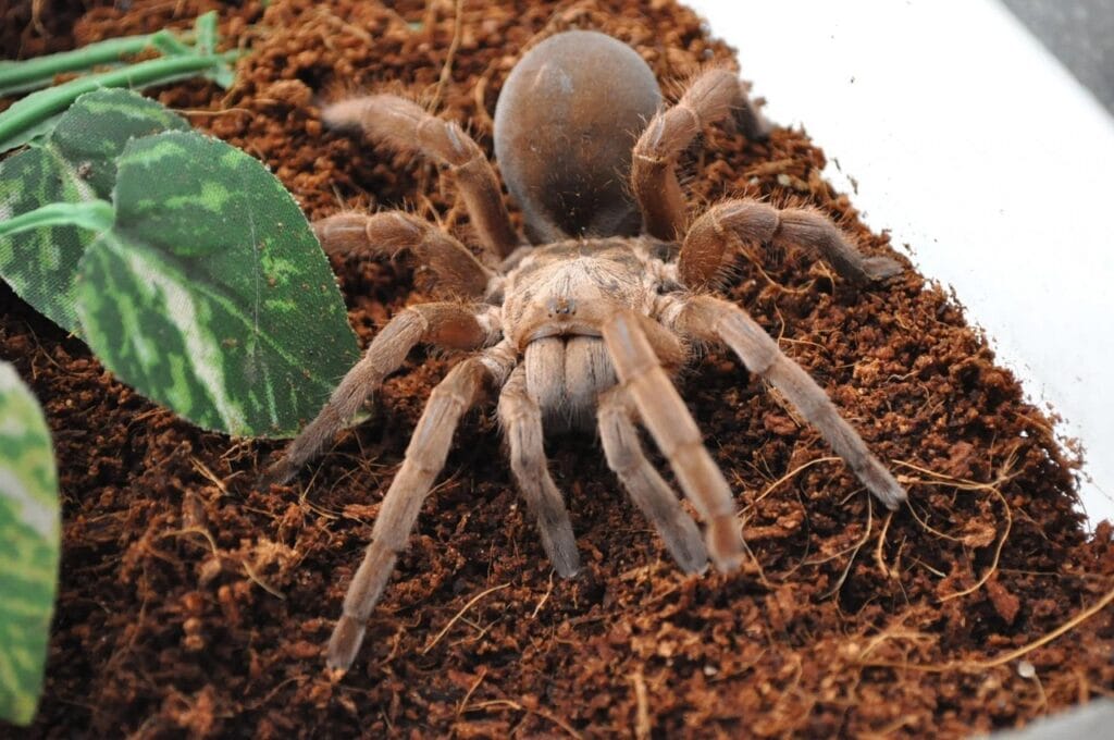 what do tarantulas eat
