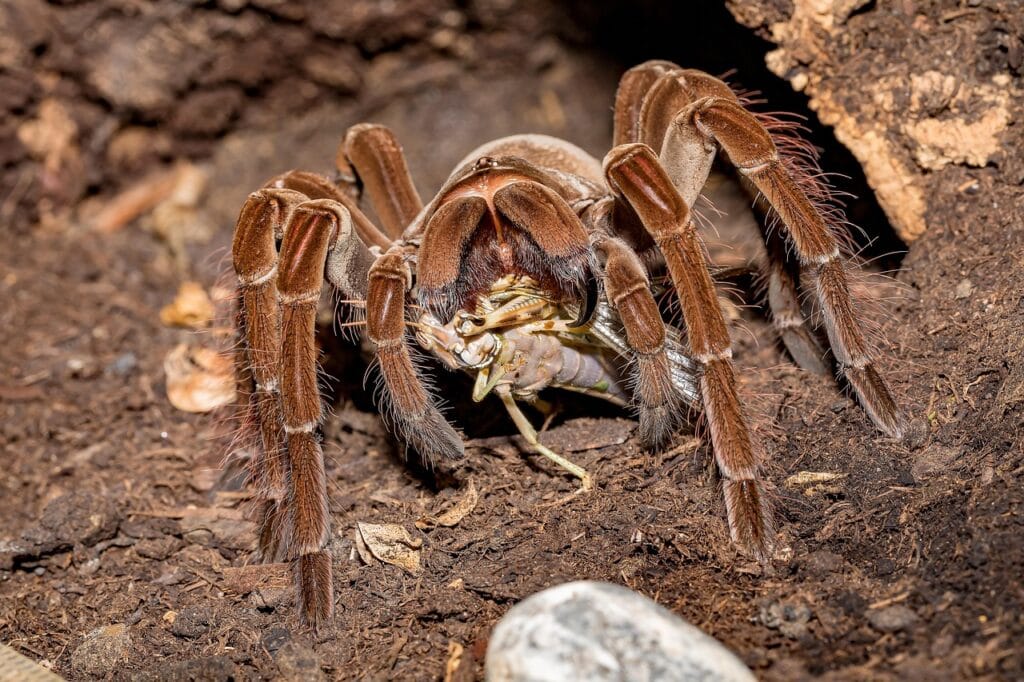 what do tarantulas eat