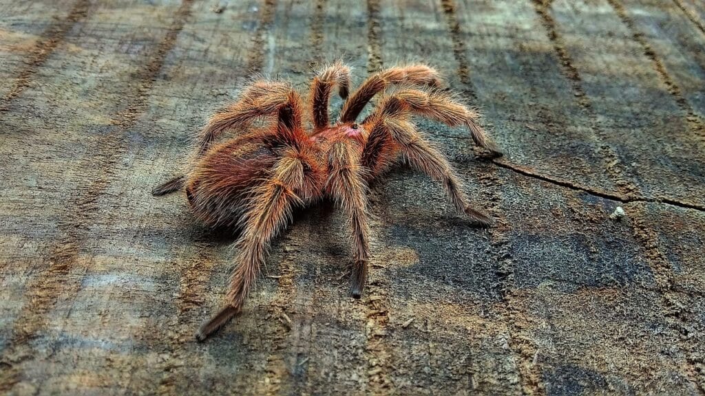 what do tarantulas eat