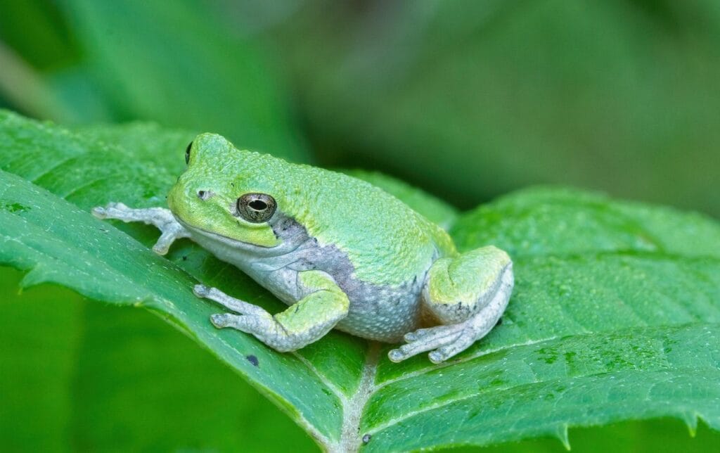 what do tree frogs eat