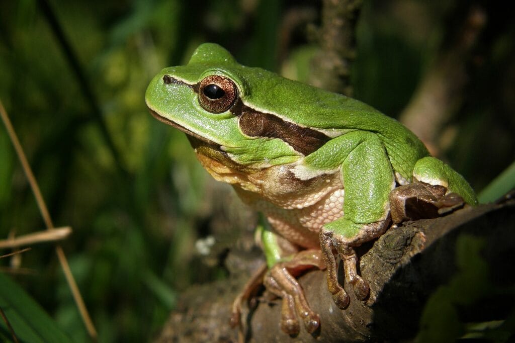 what do tree frogs eat