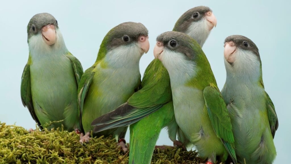 Grey-hooded parakeet