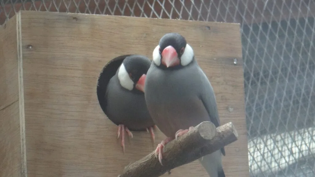 padda