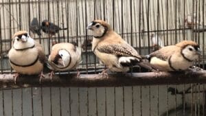 Double-Barred Finch: Complete Aviculture & Breeding Care Guide