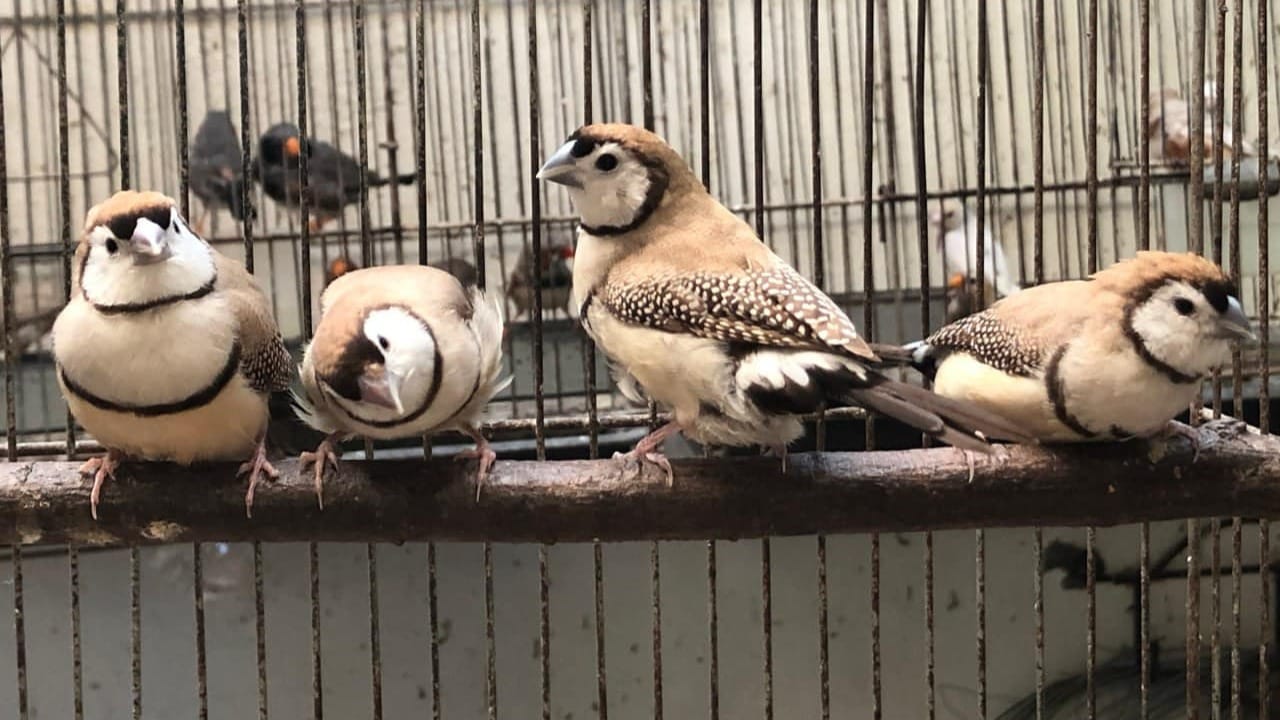 Comprehensive double-barred finch (owl finch) breeding guide covering sexing, housing, diet, breeding management, health care, and expert tips for successful aviculture.