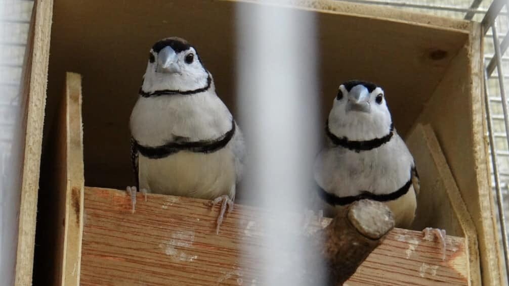 Double-barred finche