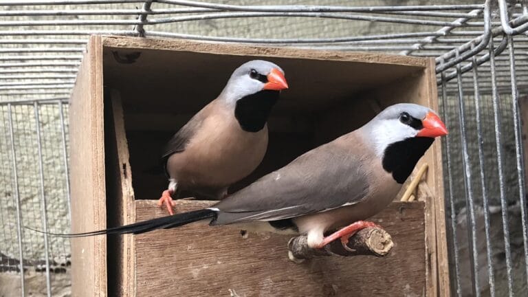 Expert long-tailed finch breeding guide covering subspecies management, housing for tail preservation, diet, health care, and responsible aviculture practices for this elegant Australian species.