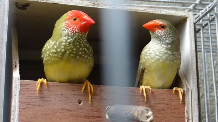 Complete star finch breeder's guide covering housing, diet, breeding management, health care, and expert tips for successful aviculture. Essential reading for finch keepers and breeders.