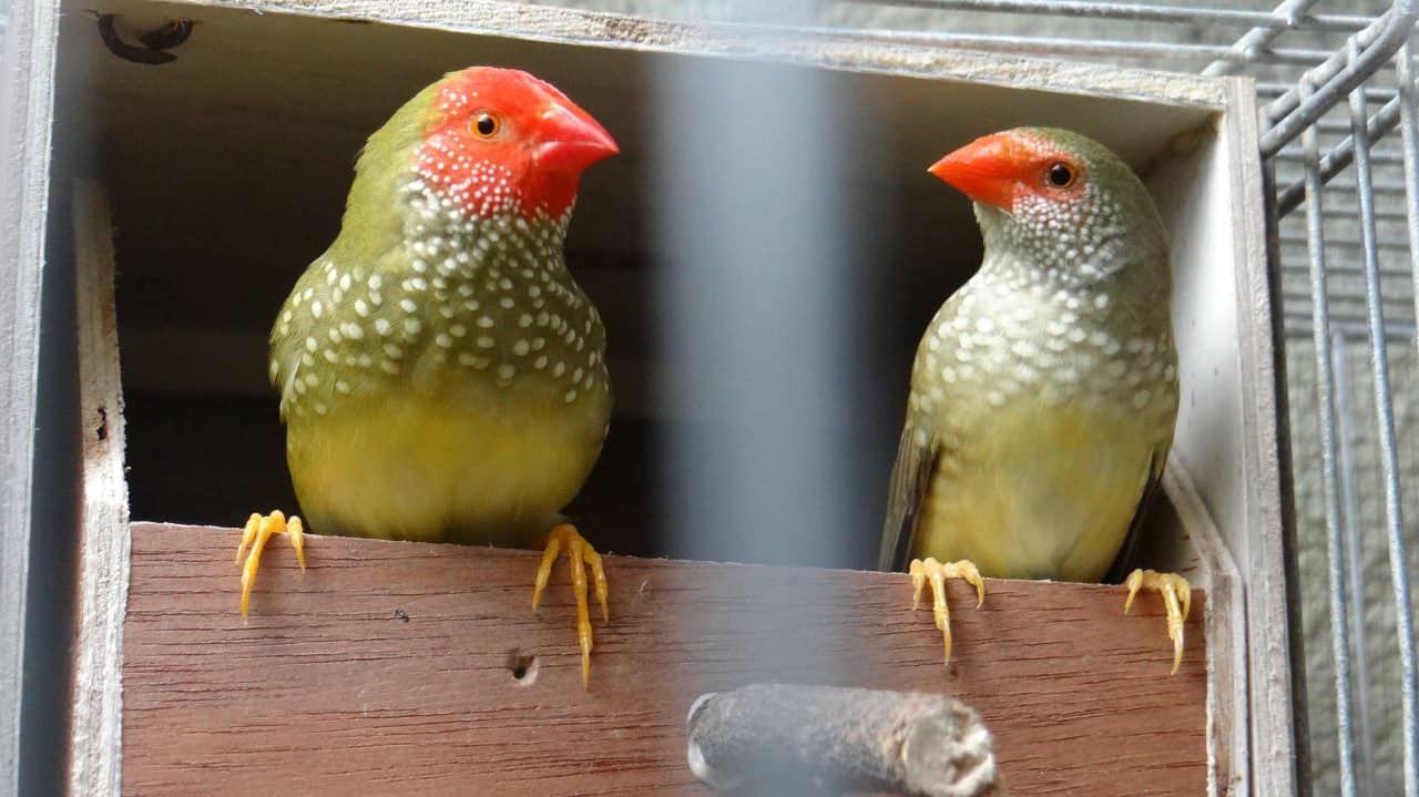 Complete star finch breeder's guide covering housing, diet, breeding management, health care, and expert tips for successful aviculture. Essential reading for finch keepers and breeders.