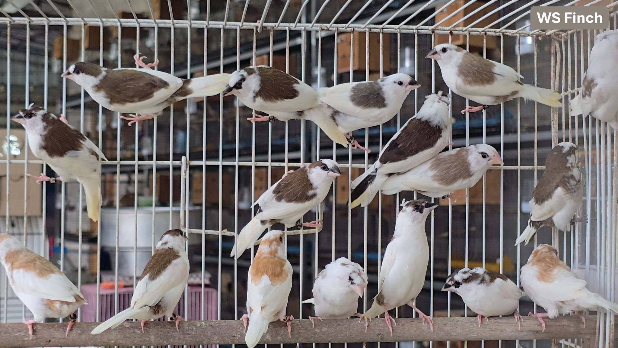 Master Society finch breeding with our comprehensive guide covering housing, diet, foster parenting, health management, and proven breeding techniques for successful aviculture.
